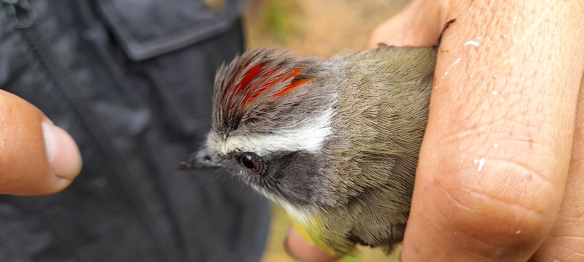 Social Flycatcher - ML628878964