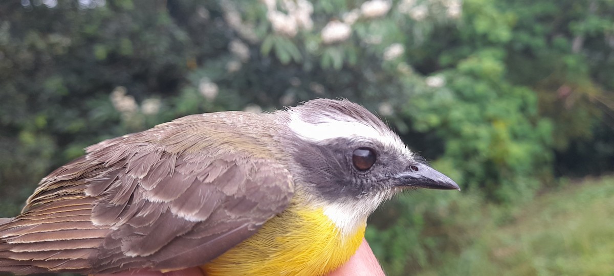 Social Flycatcher - ML628878965