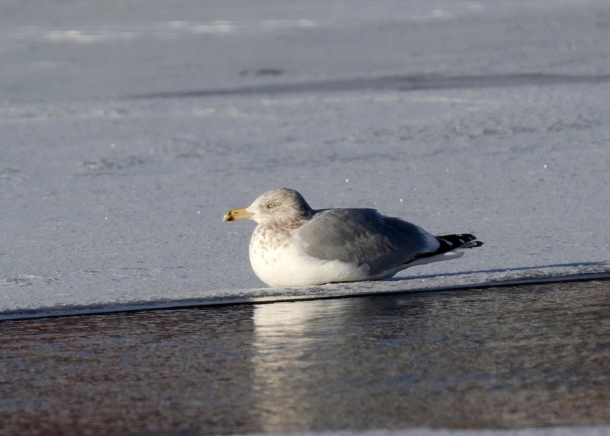American Herring Gull - ML628879032