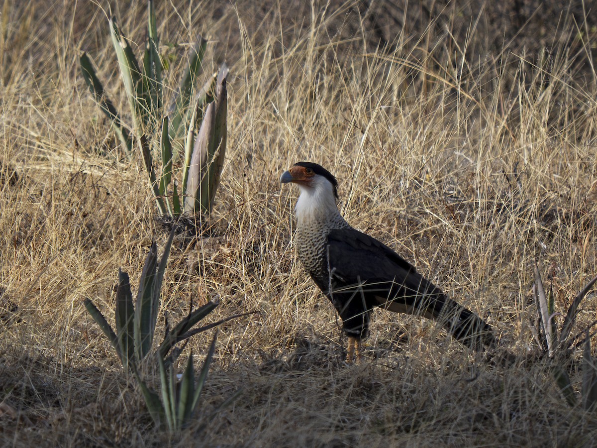 Crested Caracara - ML628879033