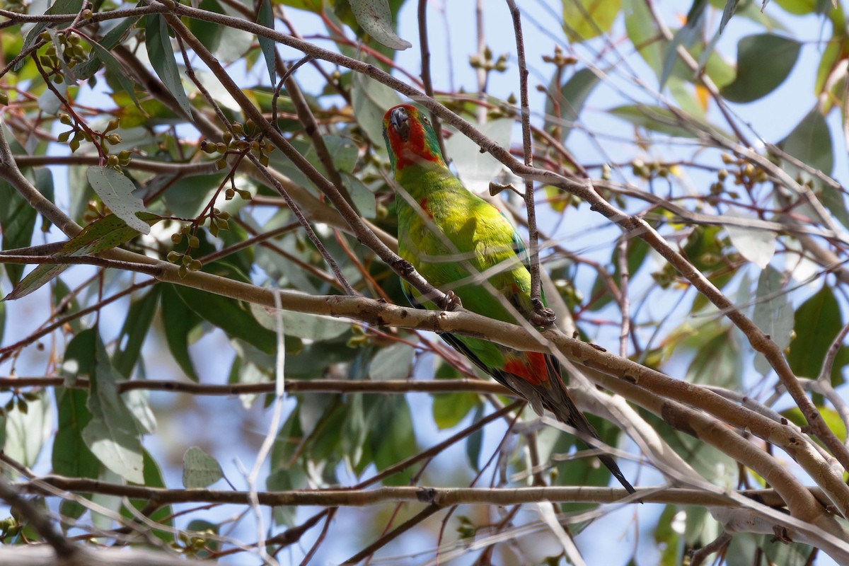 Swift Parrot - ML628879034