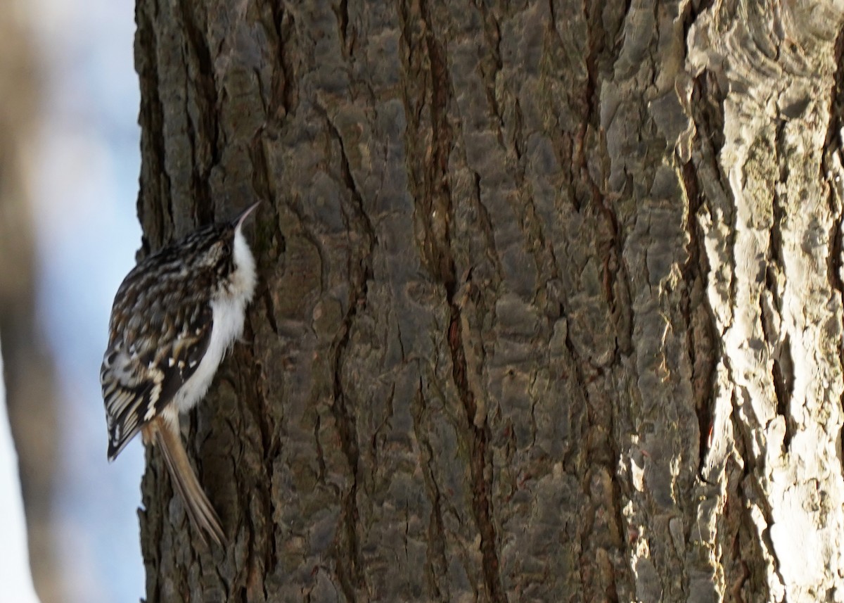 Brown Creeper - ML628879048