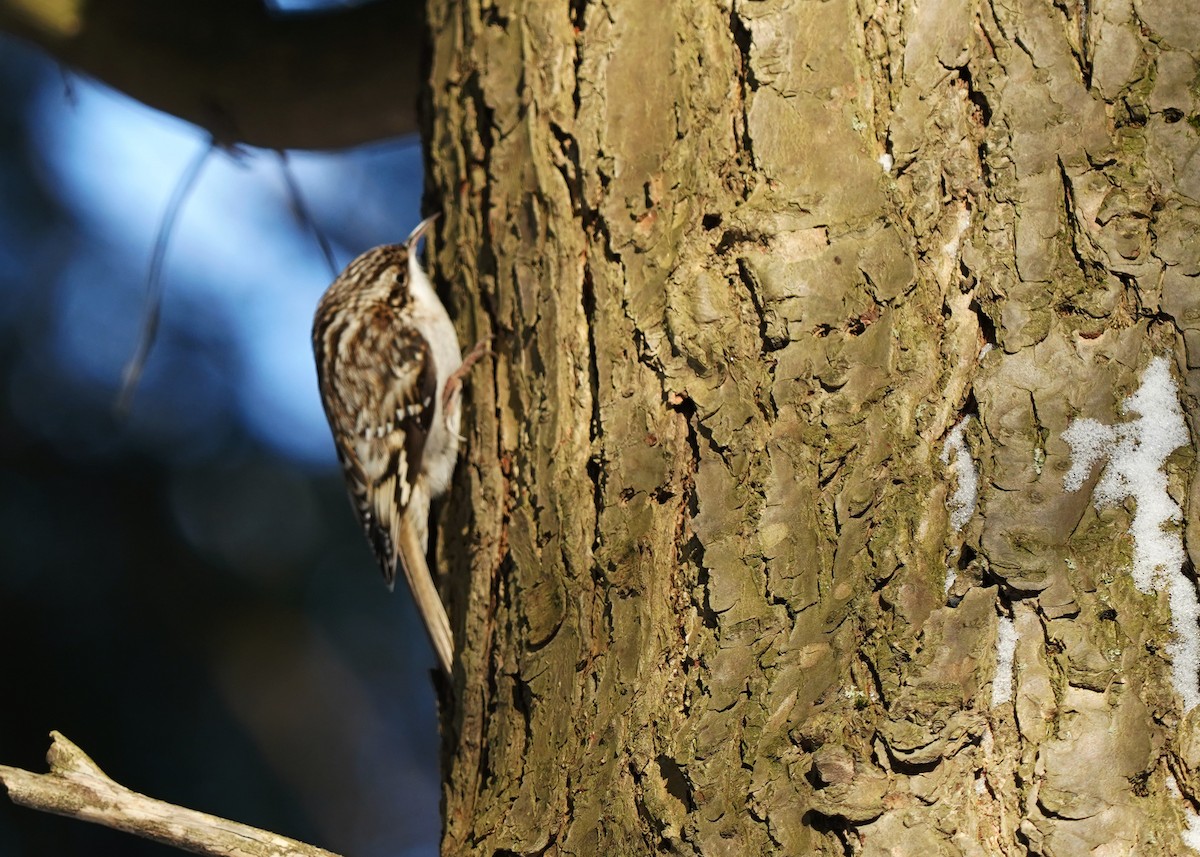 Brown Creeper - ML628879049
