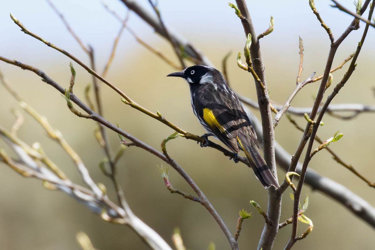 New Holland Honeyeater - ML628879264