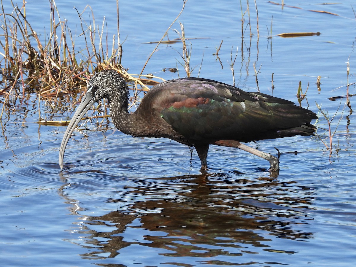 Glossy Ibis - ML628879288