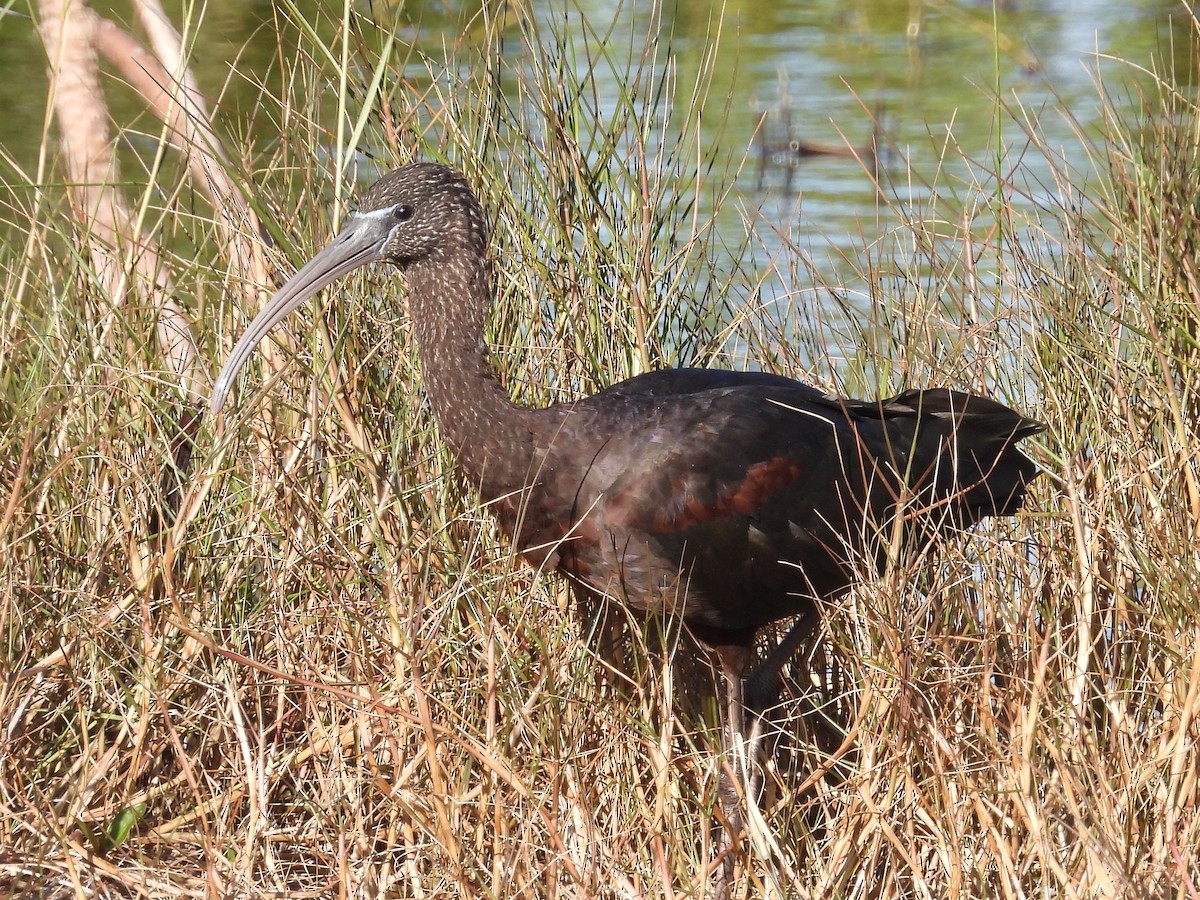 Glossy Ibis - ML628879291