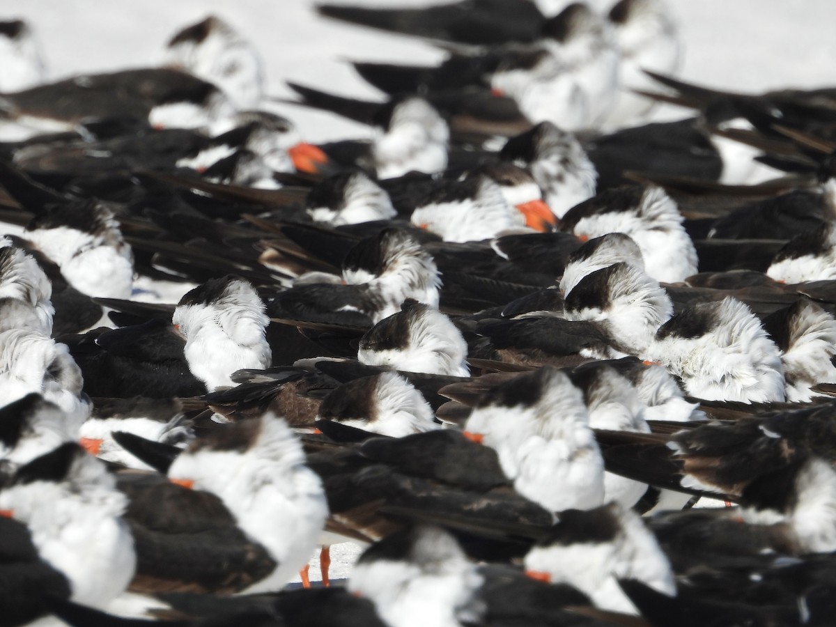 Black Skimmer - ML628879393