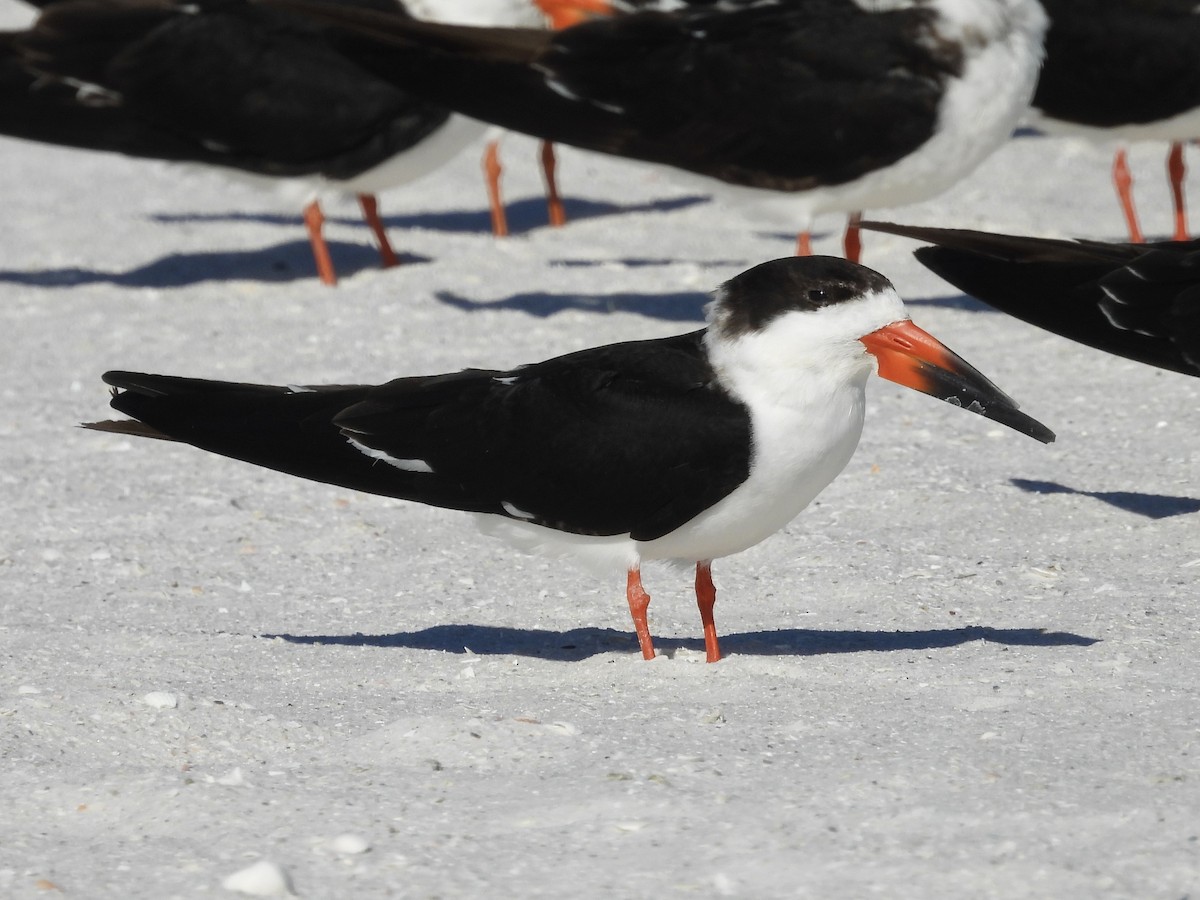 Black Skimmer - ML628879394