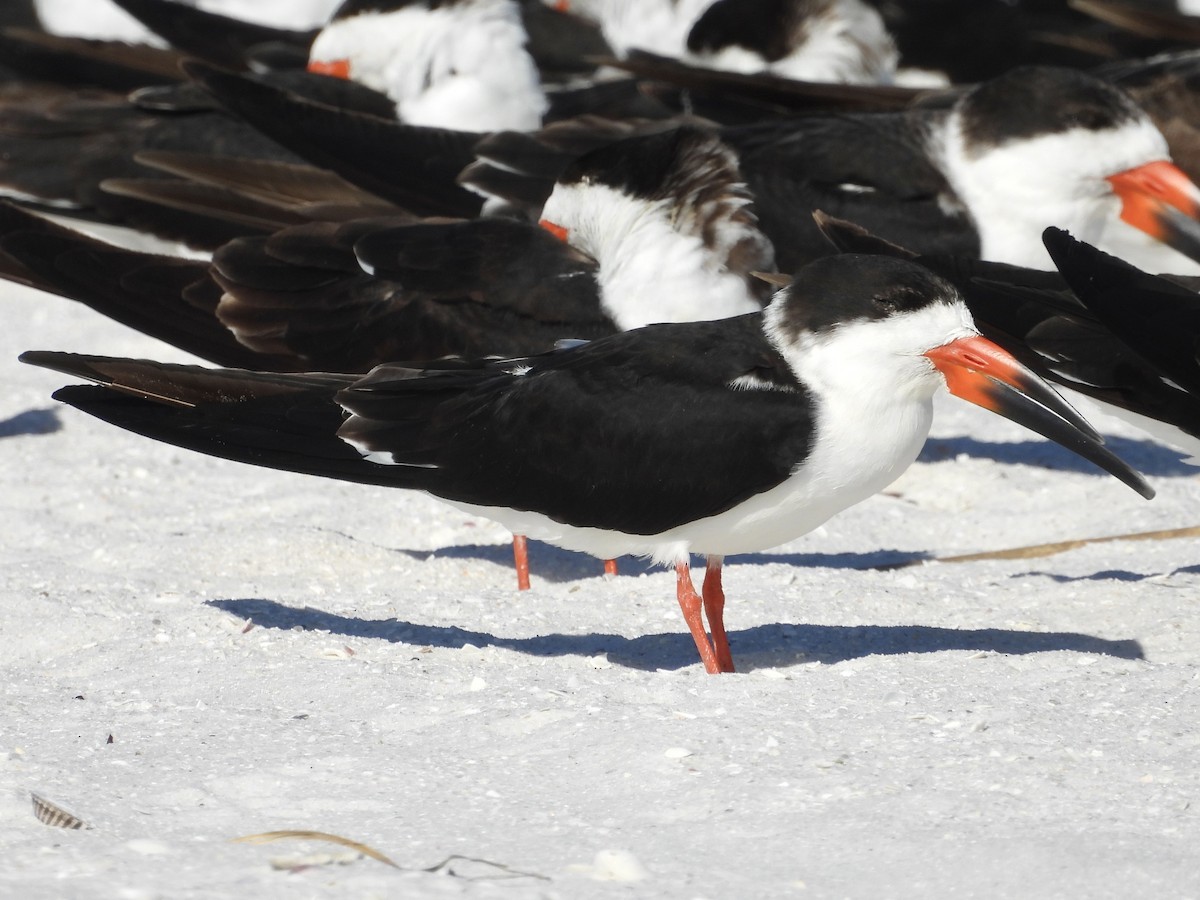 Black Skimmer - ML628879396