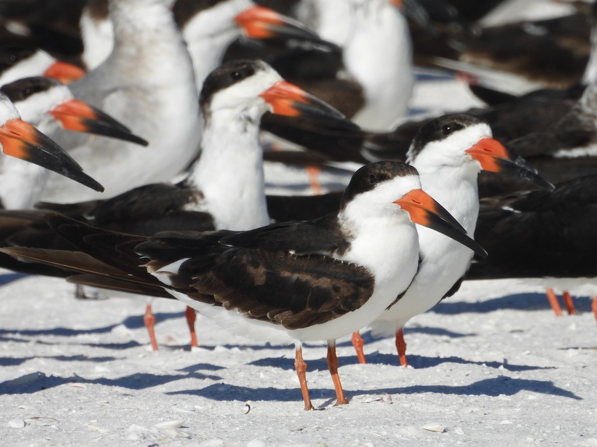 Black Skimmer - ML628879397