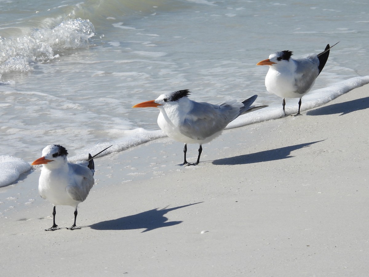 Royal Tern - ML628879445