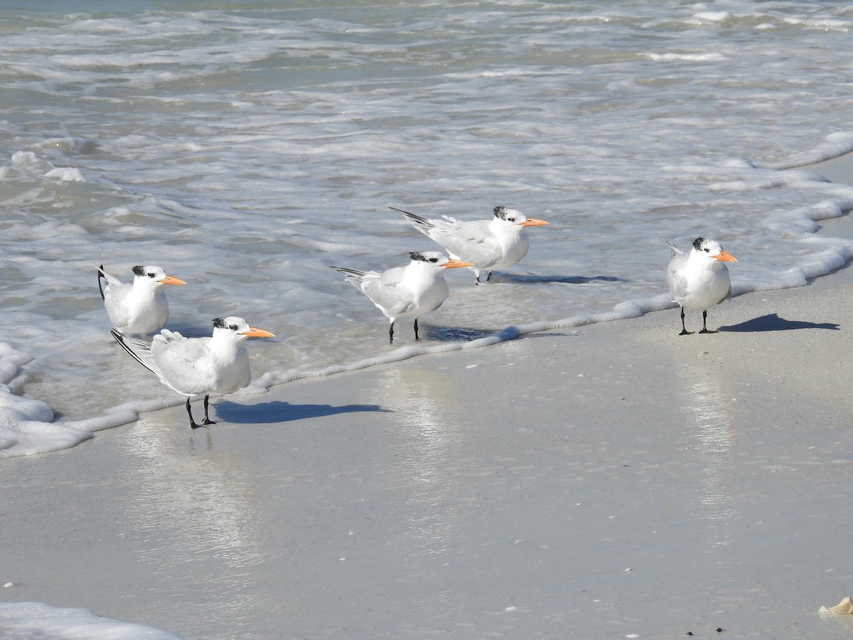 Royal Tern - ML628879446