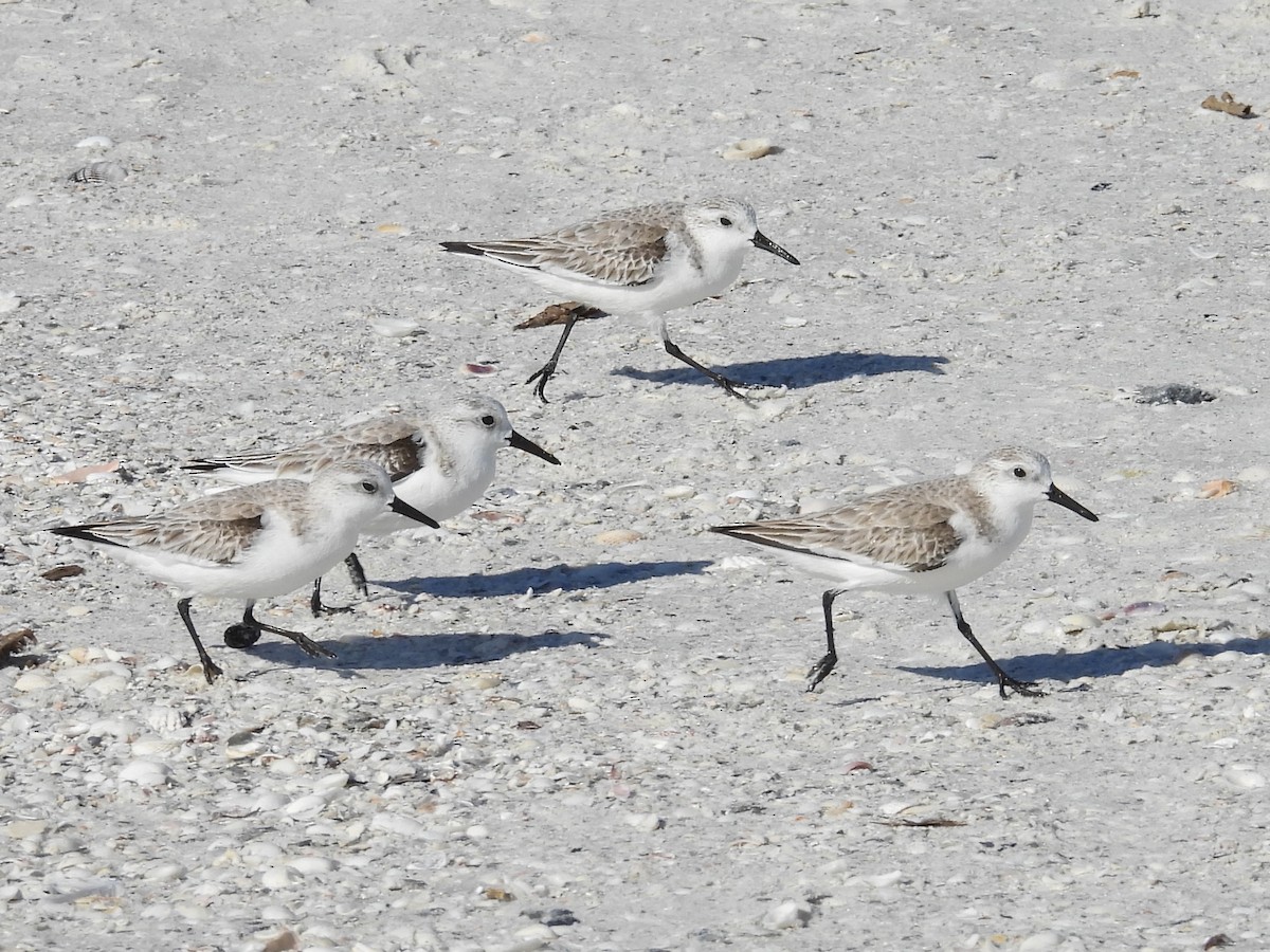 Sanderling - ML628879454