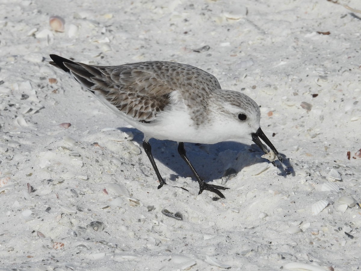 Sanderling - ML628879455