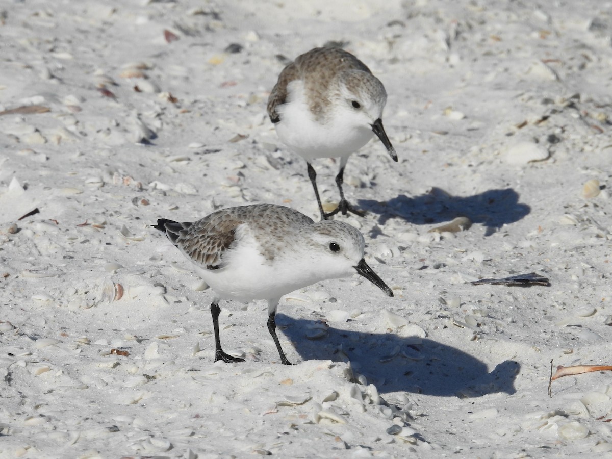Sanderling - ML628879456