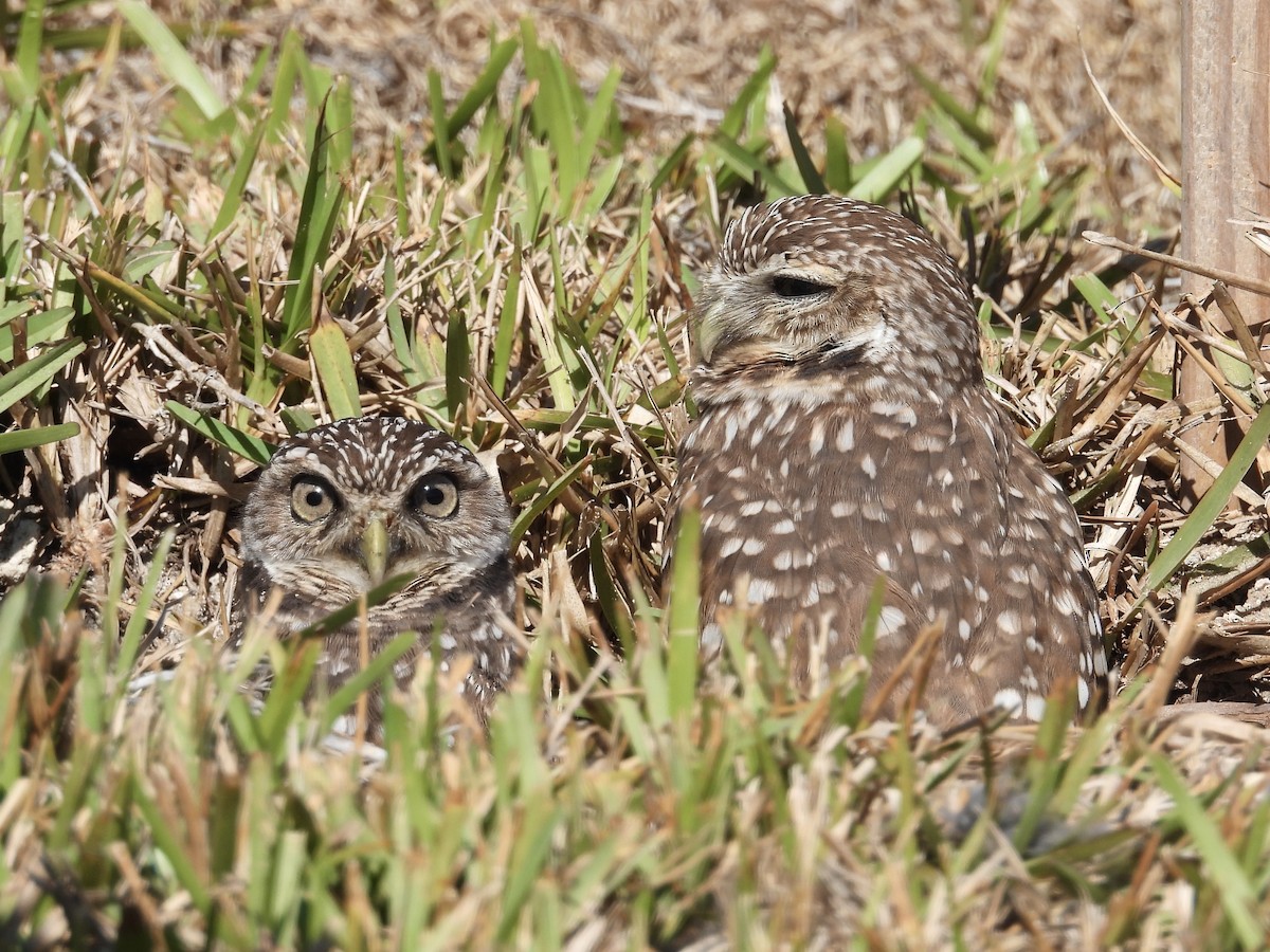 Burrowing Owl - ML628879507
