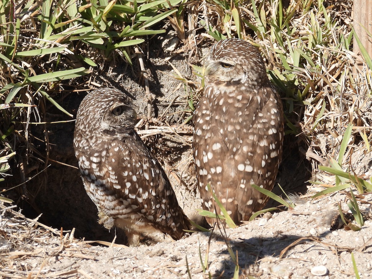 Burrowing Owl - ML628879508