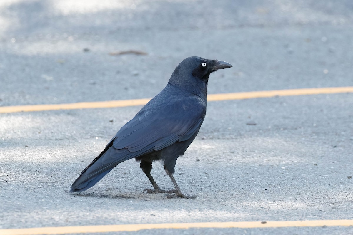 Forest Raven - ML628879604