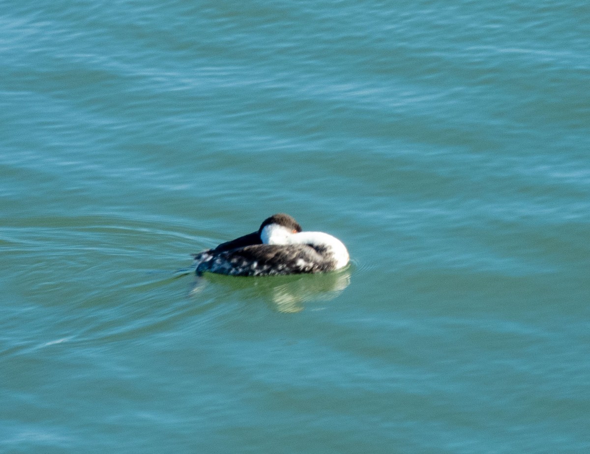 Western Grebe - ML628879732