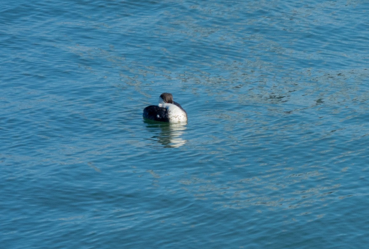 Western Grebe - ML628879733