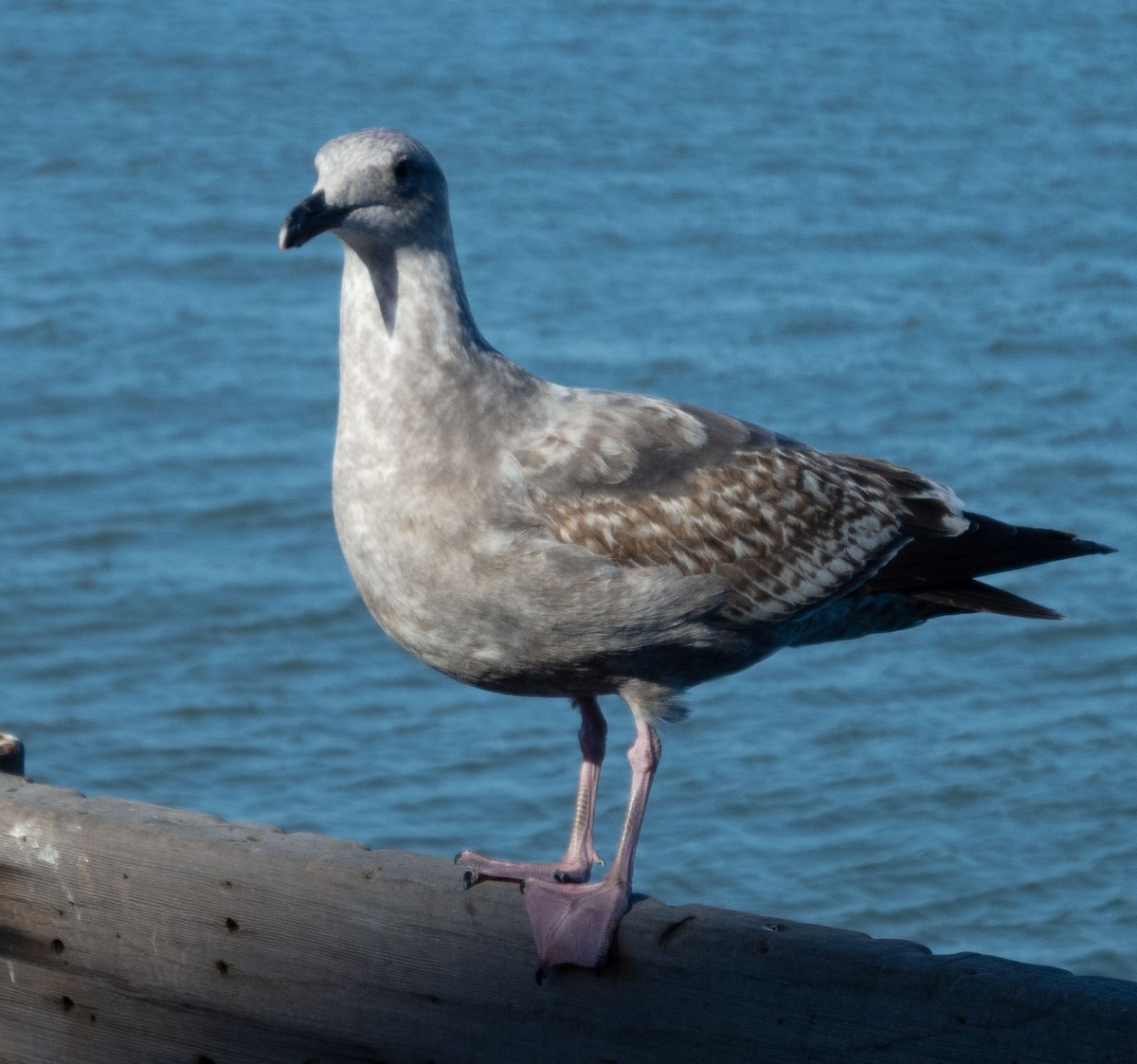 Glaucous-winged Gull - ML628879740