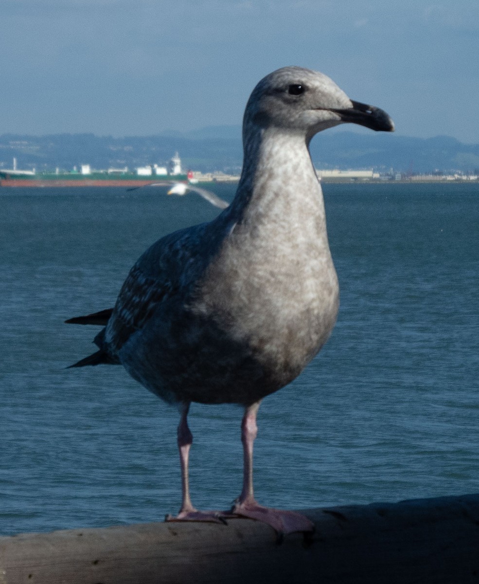Glaucous-winged Gull - ML628879751