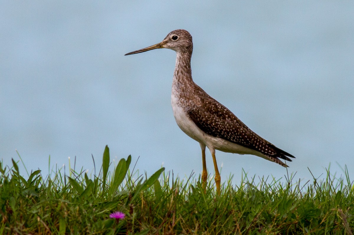 plystresnipe - ML628879938