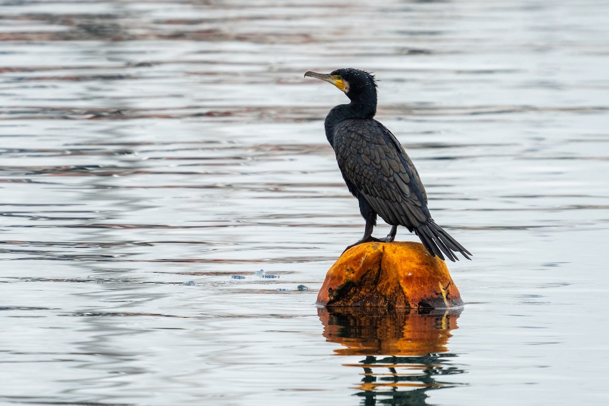 Тураг гогой - ML628879966