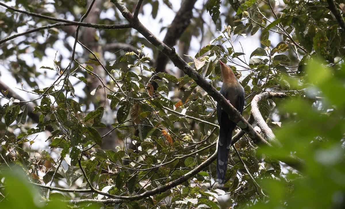 Red-billed Malkoha - ML628880140