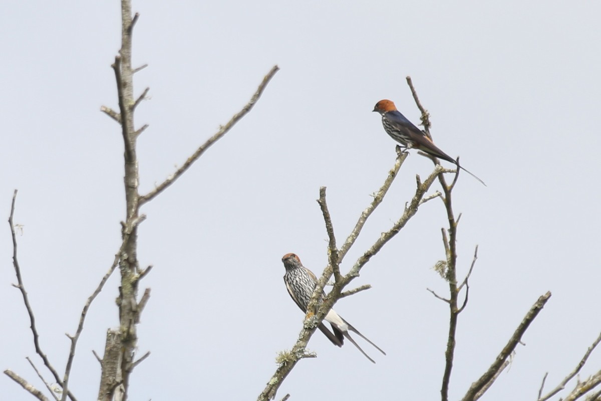 Lesser Striped Swallow - ML628880147