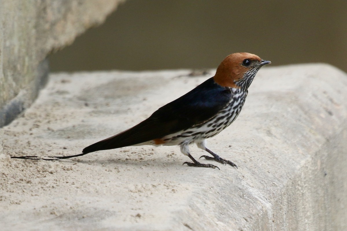 Lesser Striped Swallow - ML628880148