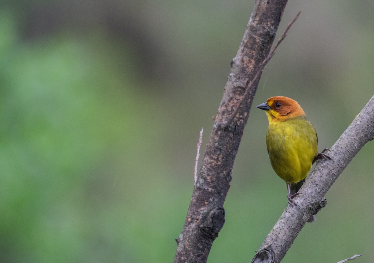Fulvous-headed Brushfinch - ML628880155