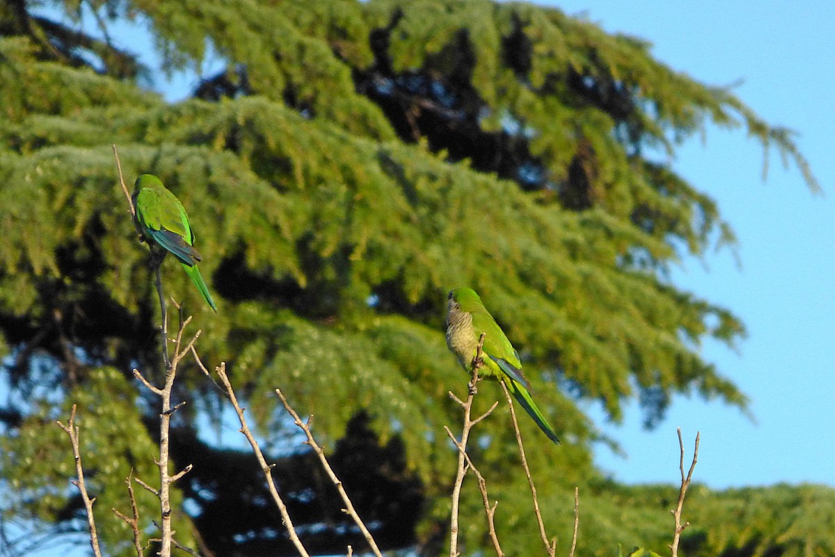 Monk Parakeet - ML628880457