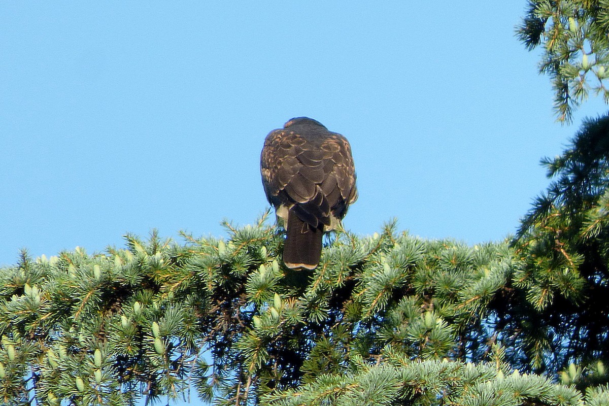 Harris's Hawk - ML628880484