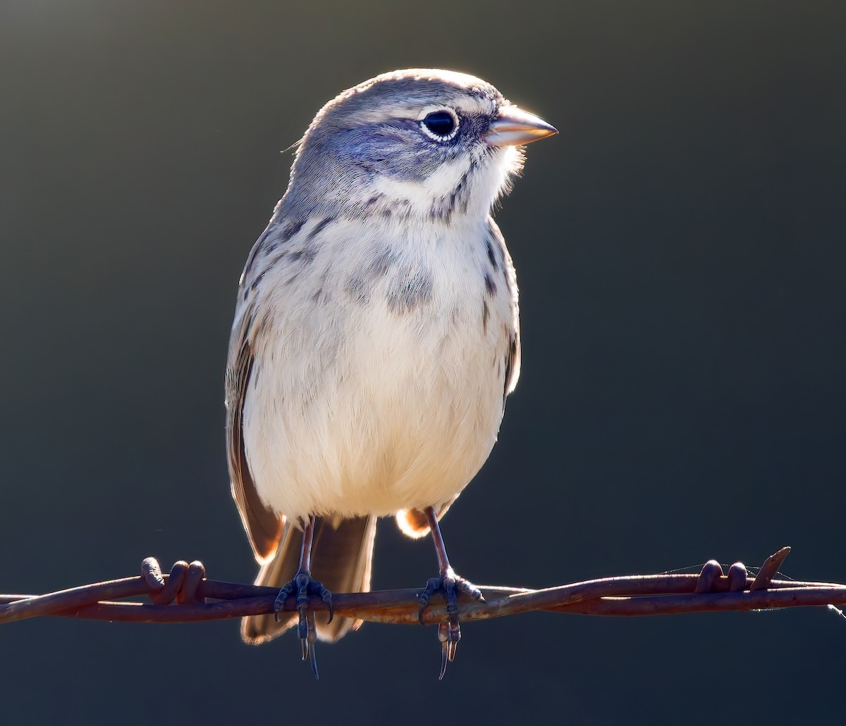 Sagebrush Sparrow - ML628880502