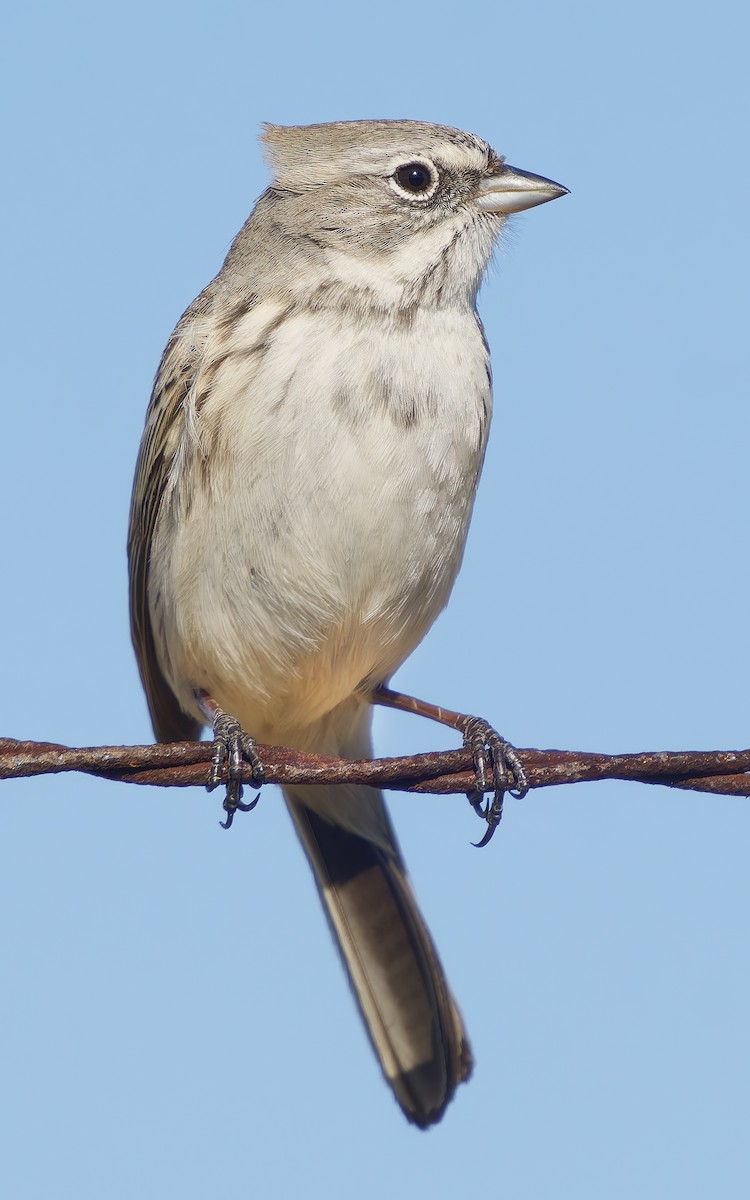 Sagebrush Sparrow - ML628880503