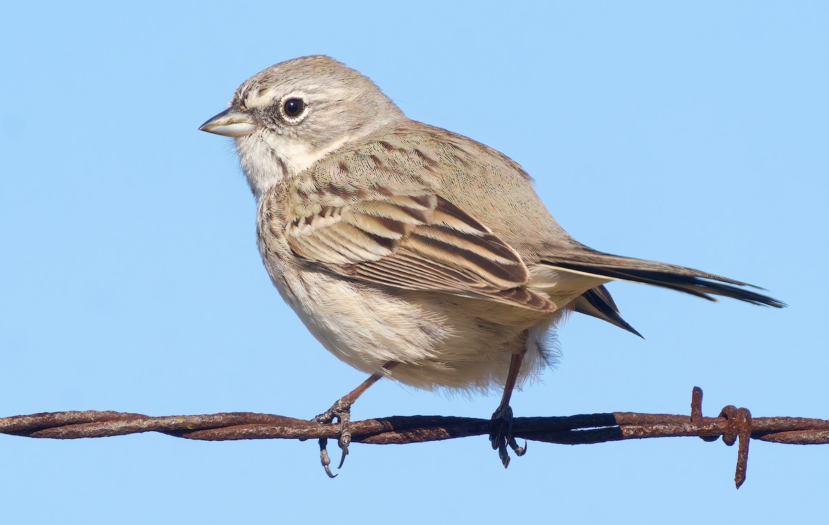 Sagebrush Sparrow - ML628880512