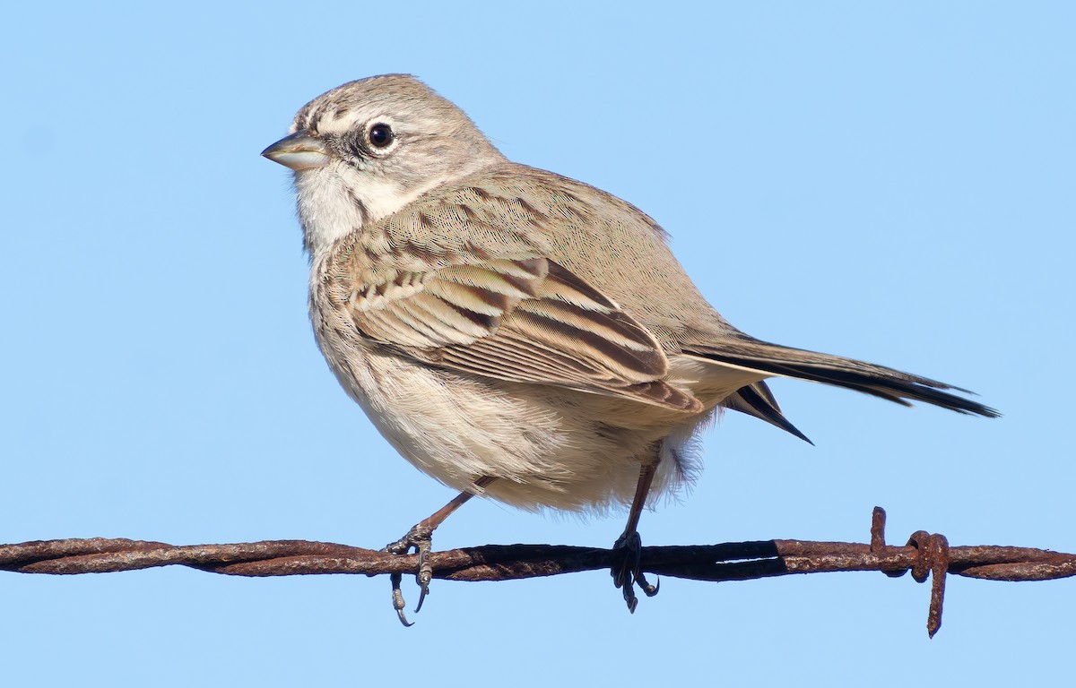 Sagebrush Sparrow - ML628880513