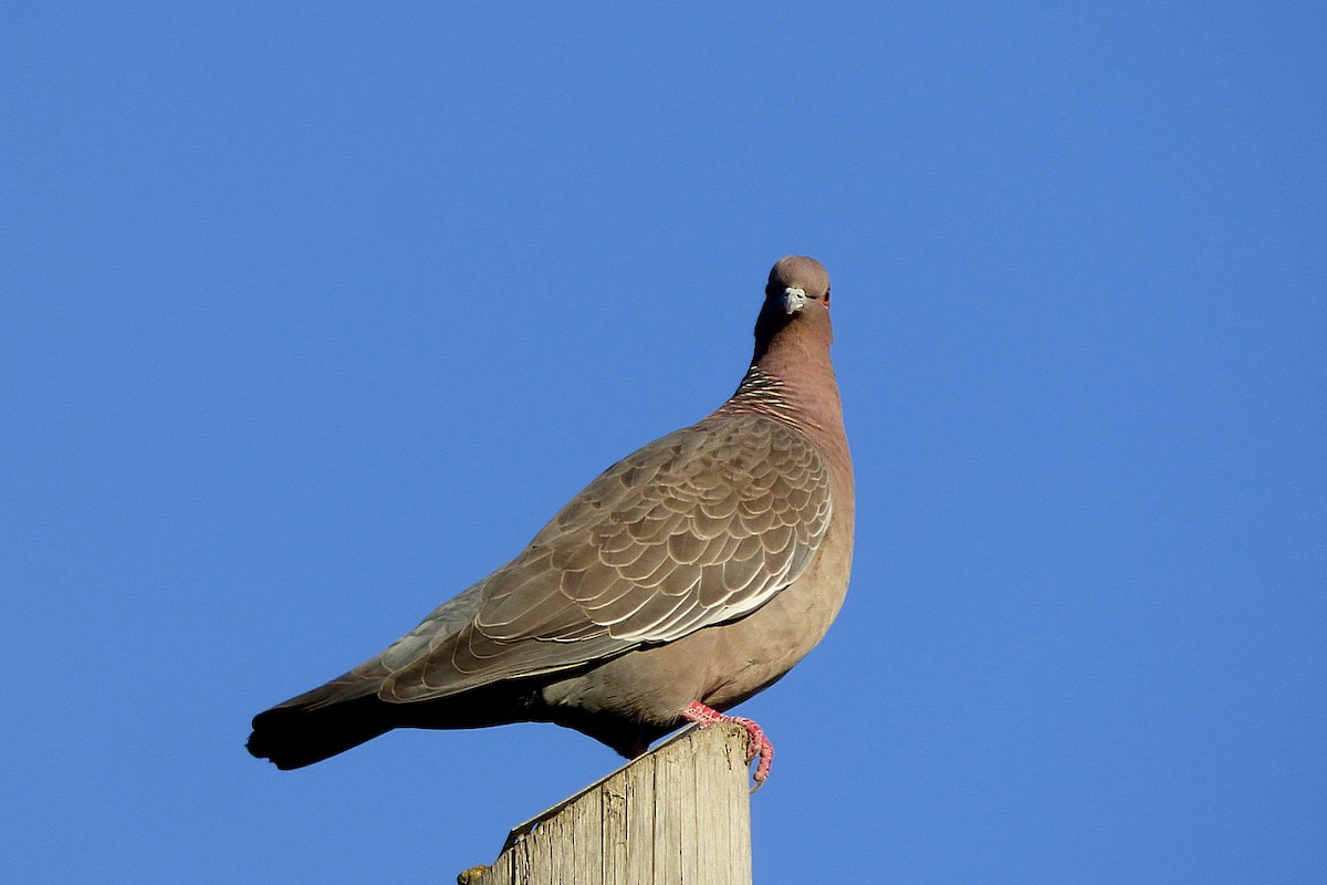 Picazuro Pigeon - ML628880520