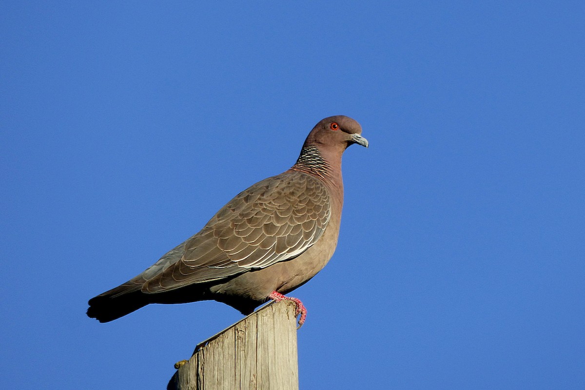 Picazuro Pigeon - ML628880523