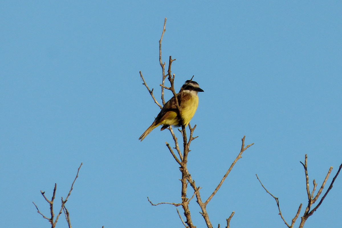 Great Kiskadee - ML628880550