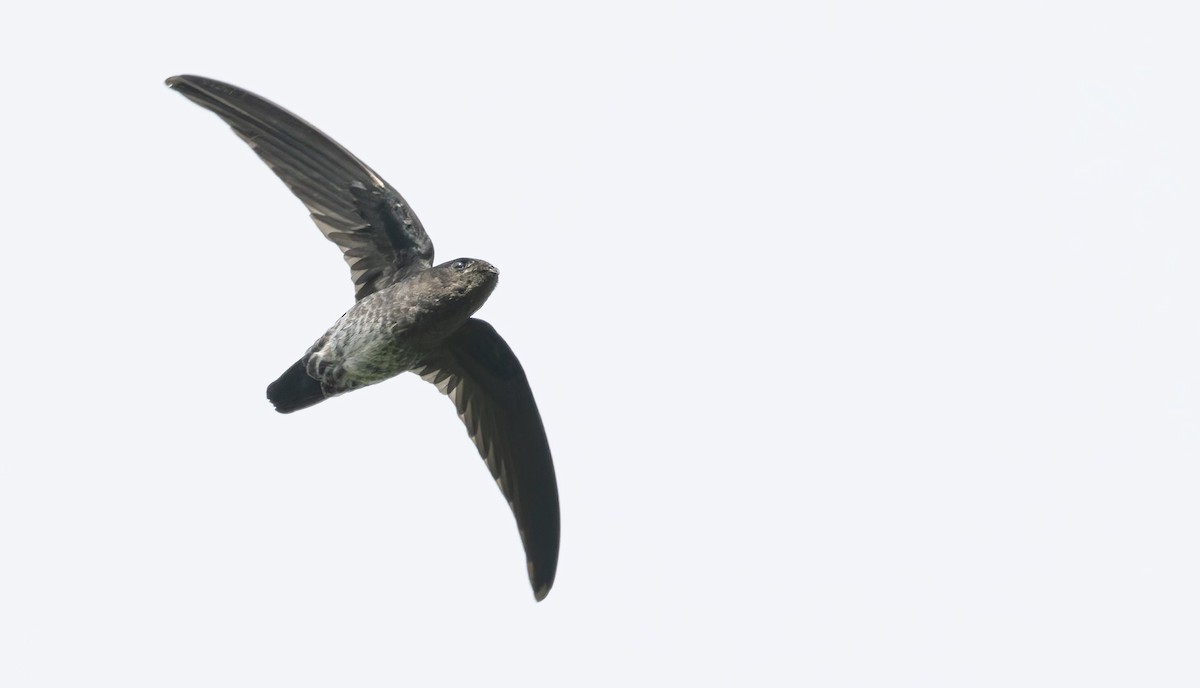 Plume-toed Swiftlet - ML628880583