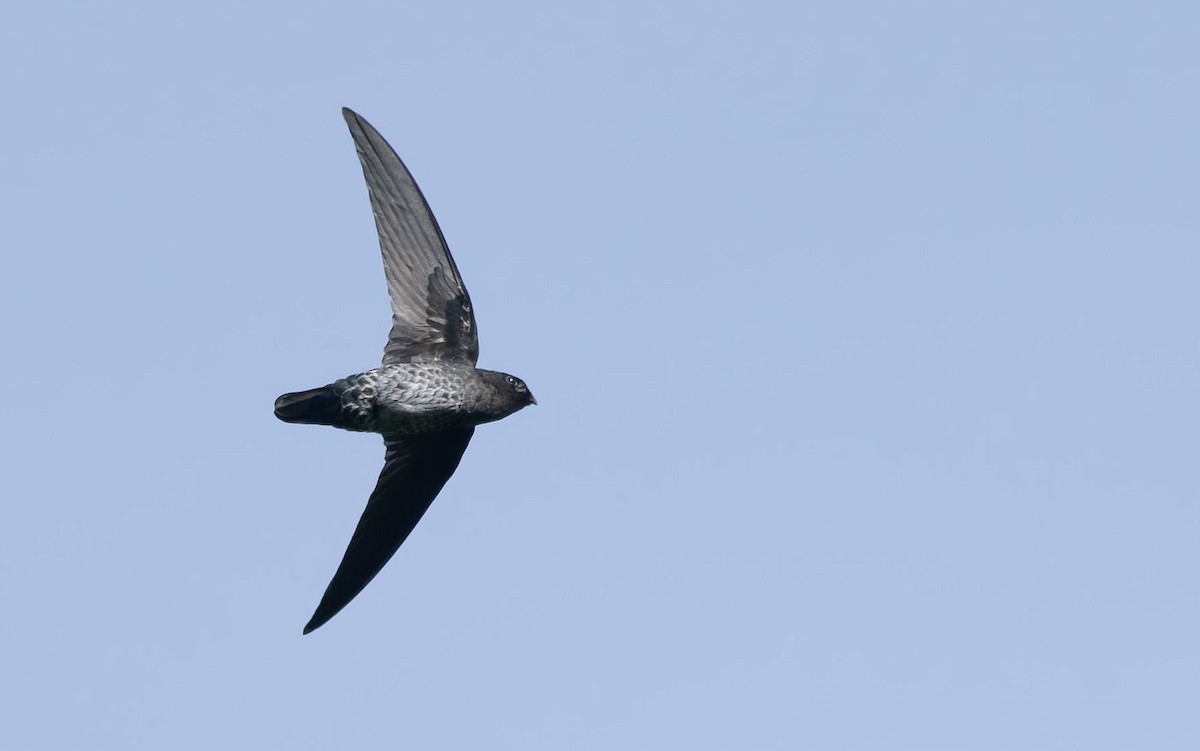 Plume-toed Swiftlet - ML628880584
