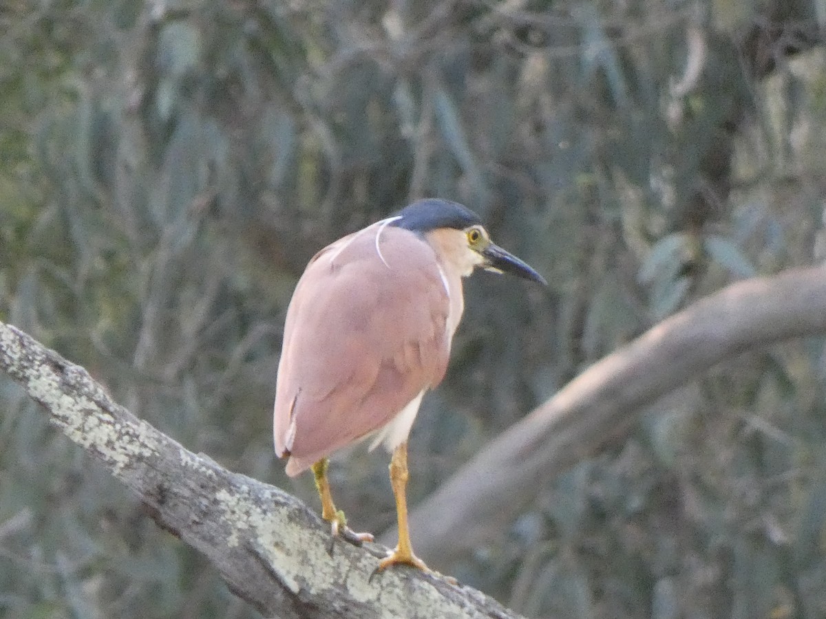 Nankeen Night Heron - ML628880611