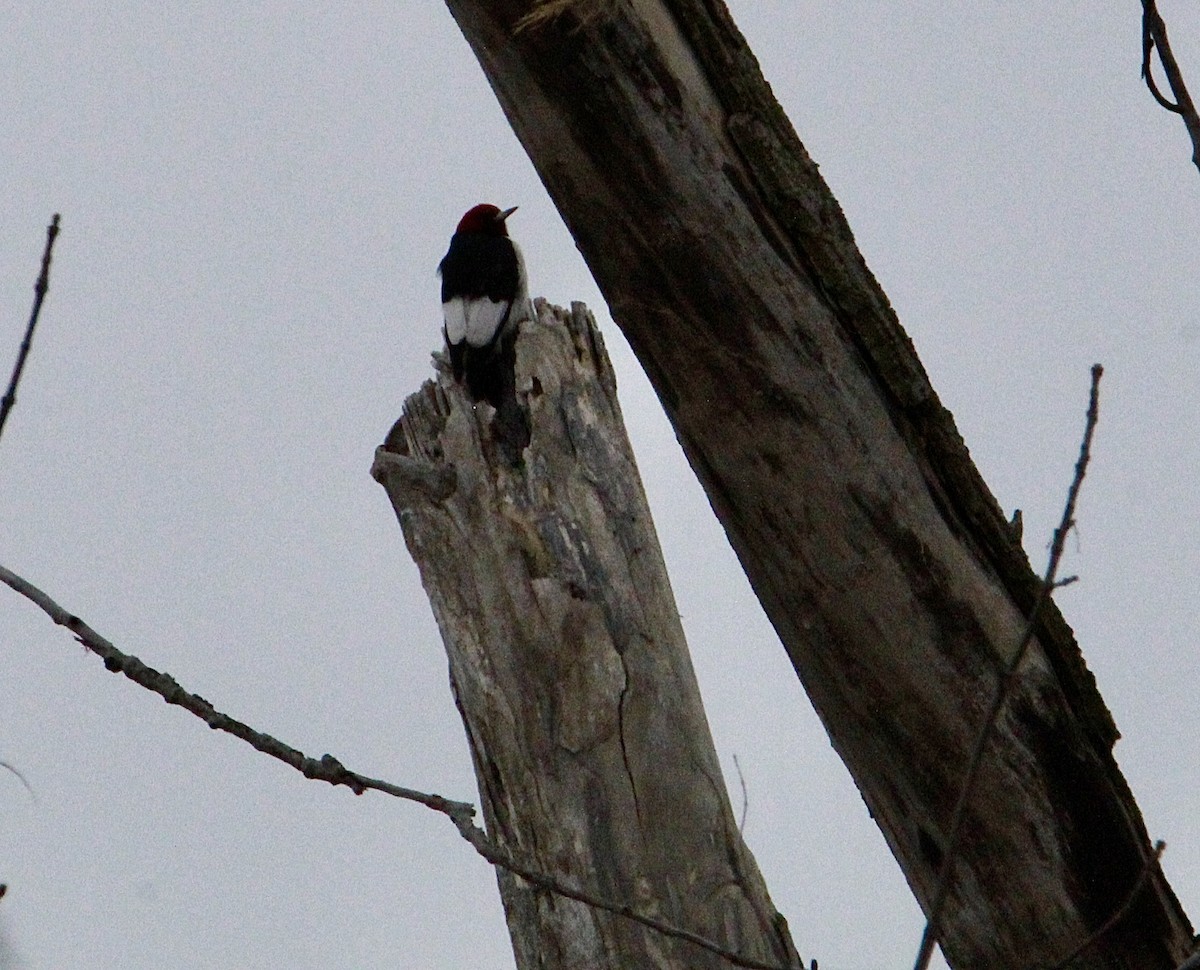 Red-headed Woodpecker - ML628880620