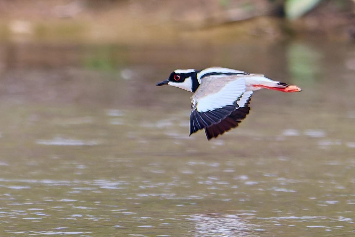 Pied Plover - ML628880625