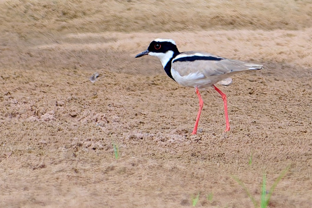 Pied Plover - ML628880626
