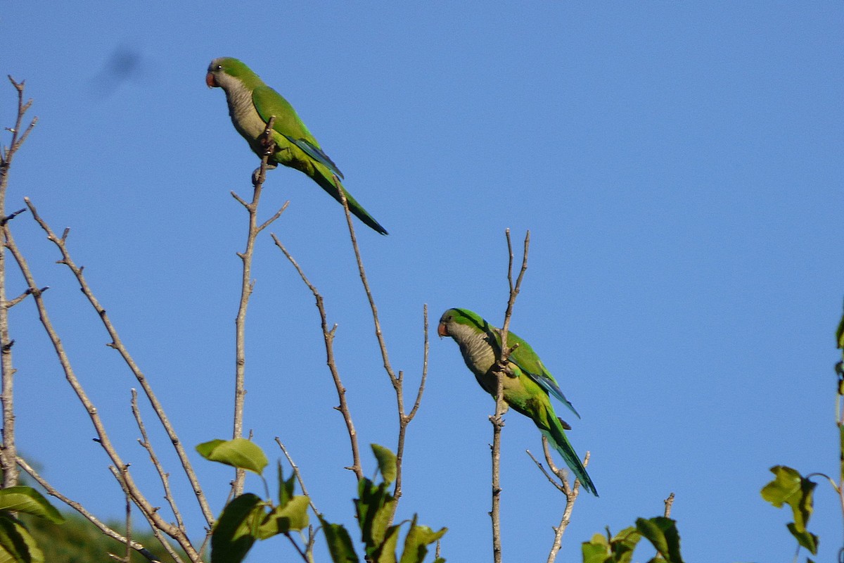 Monk Parakeet - ML628880629