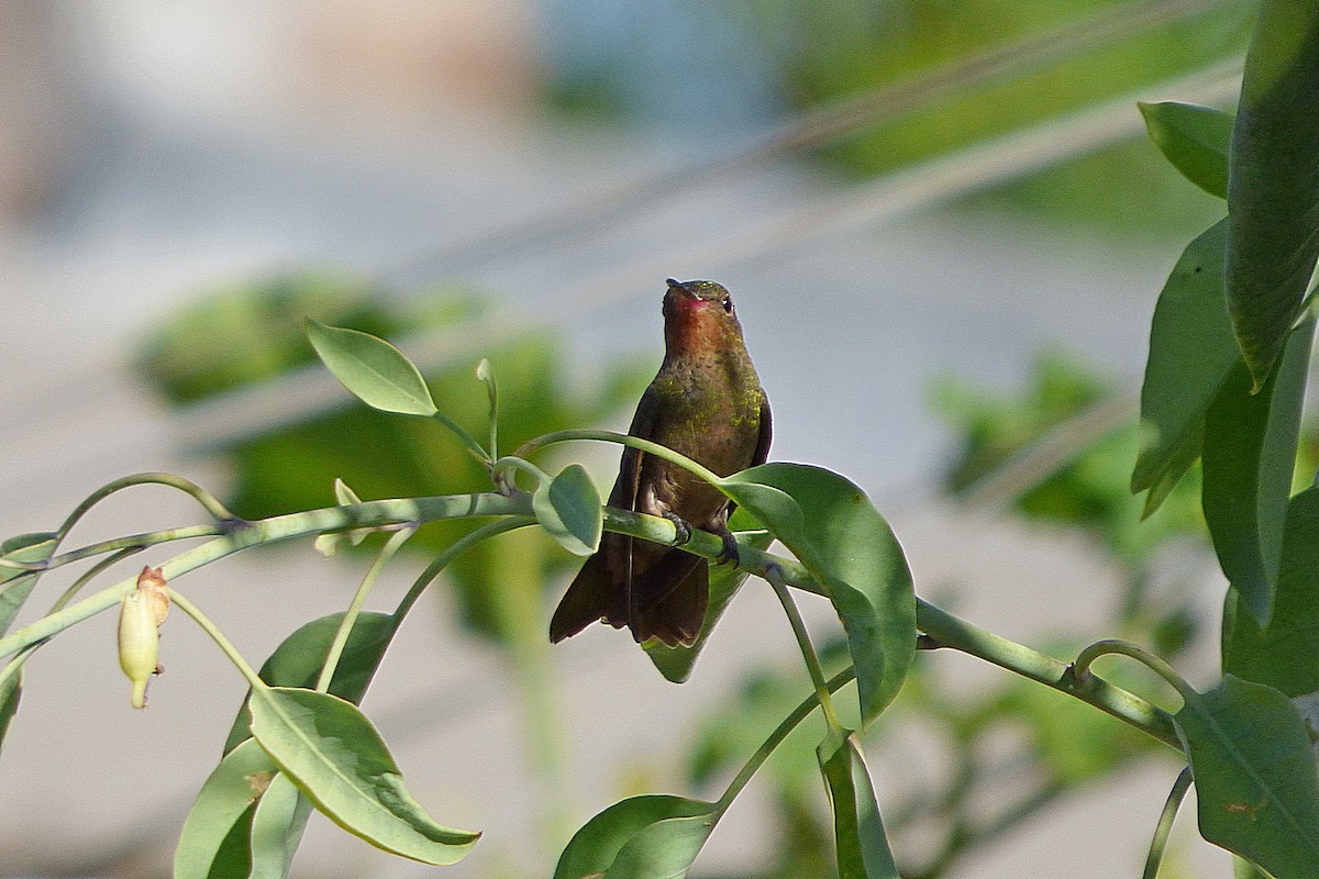 Gilded Hummingbird - ML628880666