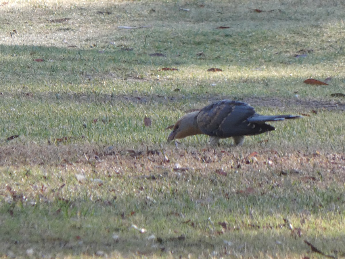 Channel-billed Cuckoo - ML628880667